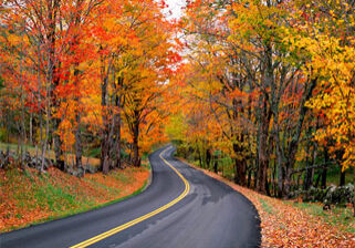 autumn-trees-1